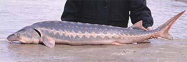 117_Paul Vecsei_Persian Sturgeon_Acipenser persicus.jpg